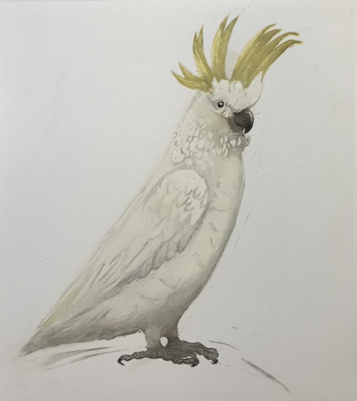 Carolyn Graham Cockatoo