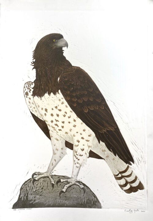 Carolyn Graham Martial Eagle 48x37 Lino $685F Ed 6