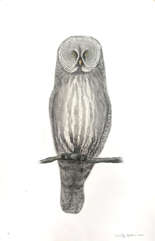 Carolyn Graham Great Grey Owl 65x42 Lino $685F Ed 6