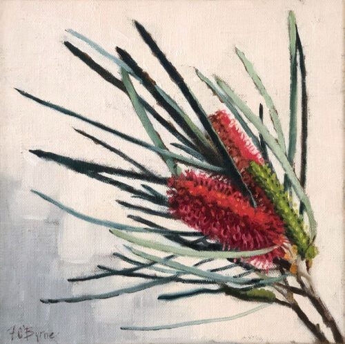 Fiona O'Byrne Hakea 30 x 30cm oil on linen f $1,650