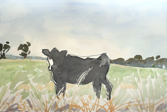 Mark Dober Cow drawing, charcoal and watercolour, 38 x 56, 2023, $1800