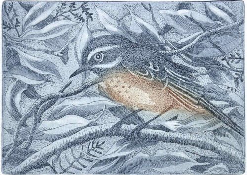 The Scrub Wren etching la poupee 12.5 x 17.3cm $320