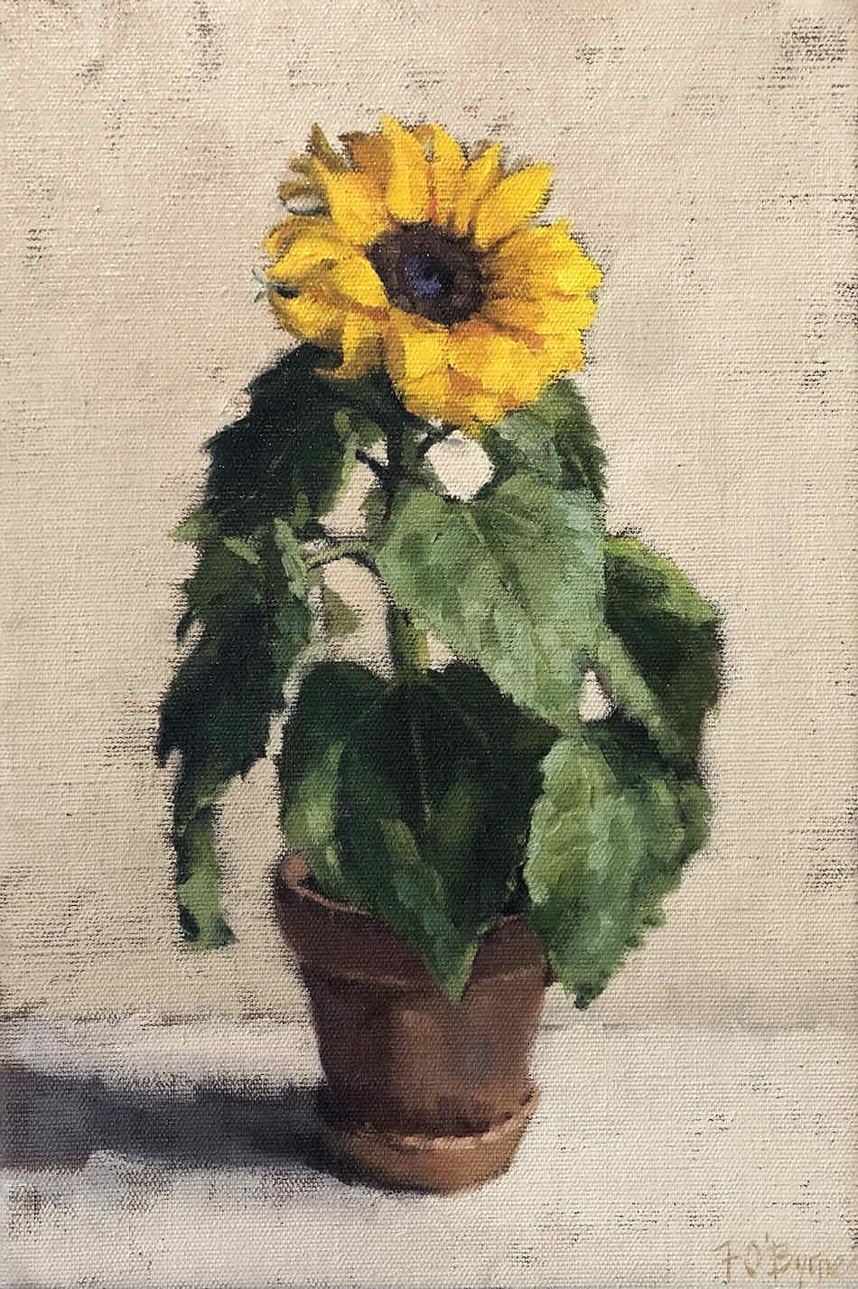 Fiona O'Byrne Sunflower 20 x 20cm oil on linen $1950 f