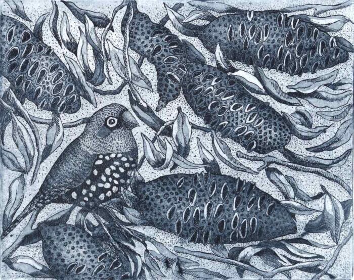 Kati Thamo Banksia Finch etching 15.8 x 19.8 cm 2024 ed. of 20 $370