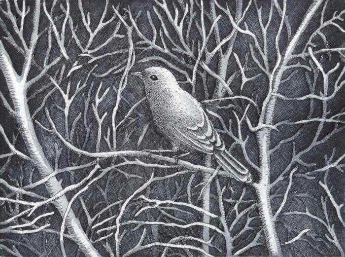 Kati Thamo The Bird on the Branch etching 16 x 20 cm 2024 ed. of 14 $380.jpg