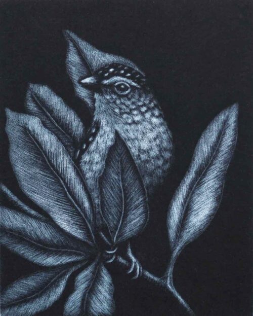 Kati Thamo the Hidden Bird mezzotint 15 x 12 cm 2023 ed. of 22 $350